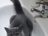 Safkan British Sorthair Bir Erkek Bir Dişi Kedi