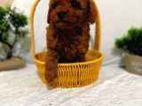 Seker Kivaminda Cok Ozel Toy Poodle Bebeklerimiz