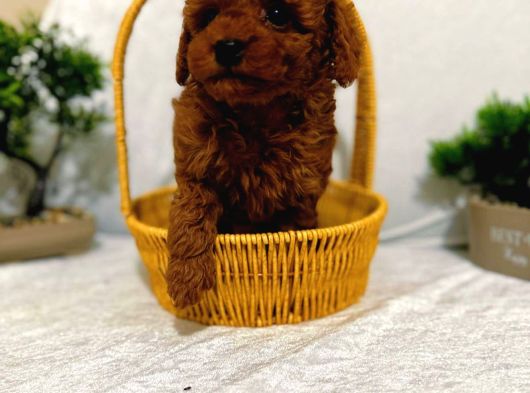 Seker Kivaminda Cok Ozel Toy Poodle Bebeklerimiz görsel