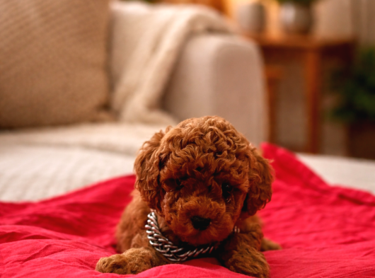 Redbrown Kore Poodle Yavrularimiz Yeni̇ Yuvasina Hazir görsel
