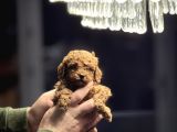 Redbrown Kore Poodle Yavrularimiz Yeni̇ Yuvasina Hazir