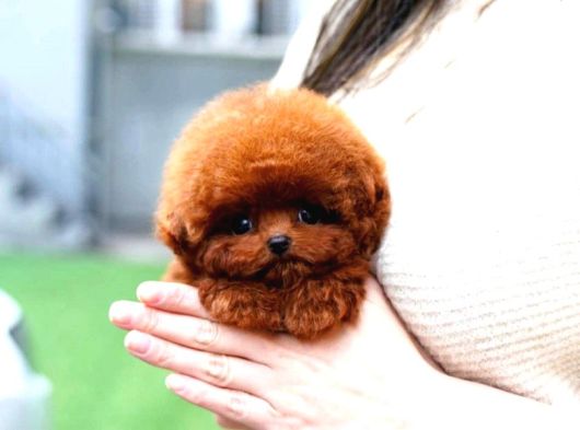 Show Duzeydeki Toy Poodle Bebeklerim görsel