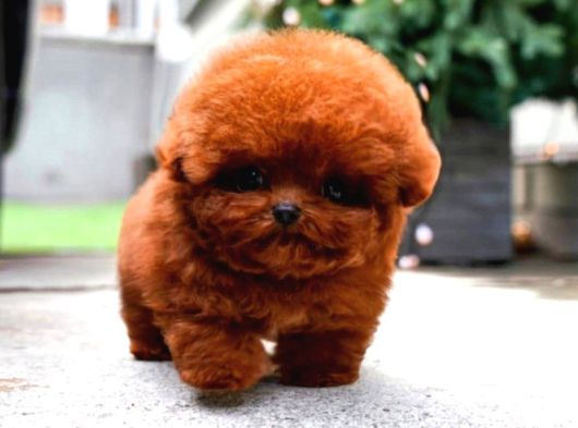 Show Duzeydeki Toy Poodle Bebeklerim