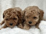 Safkan Maltipoo Yavru Bebişler