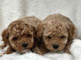Safkan Maltipoo Yavru Bebişler
