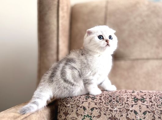Muhteşem Soy Full Şecereli Anne Baba Özel Bebeğimiz görsel