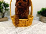 Seker Kivaminda Cok Ozel Toy Poodle Bebeklerimiz