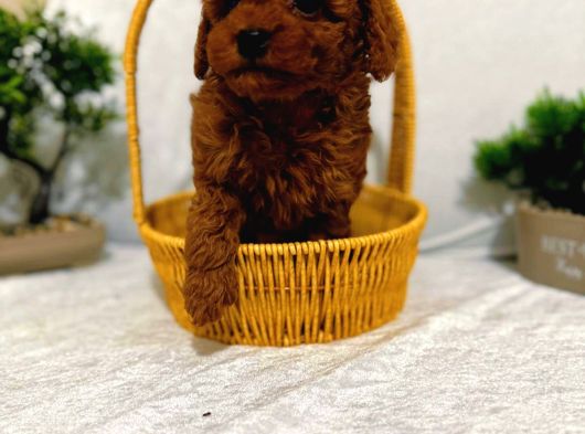 Seker Kivaminda Cok Ozel Toy Poodle Bebeklerimiz görsel