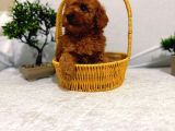 Seker Kivaminda Cok Ozel Toy Poodle Bebeklerimiz