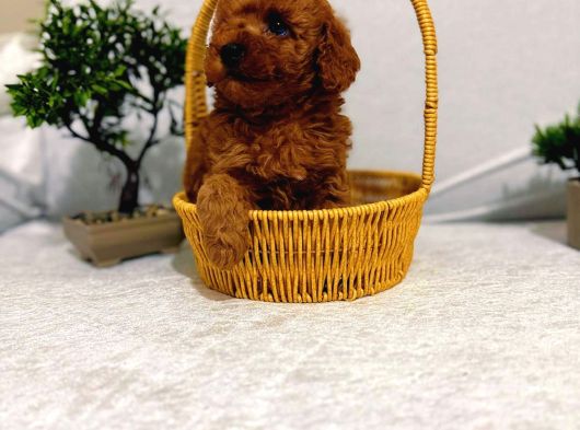 Seker Kivaminda Cok Ozel Toy Poodle Bebeklerimiz görsel