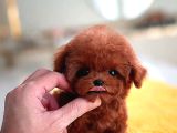 Red Brown Toy Poodle Bebeklerimiz