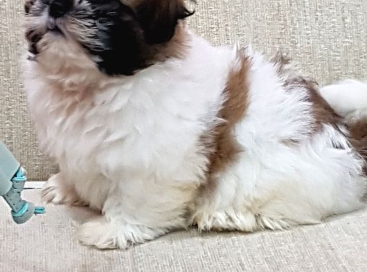 Shih Tzu Bebekleri Yeni Ailesine Gitmeye Hazır görsel