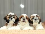 SAĞLIK VE IRK GARANTİLİ SHIH TZU YAVRULARİ