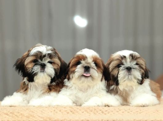 SAĞLIK VE IRK GARANTİLİ SHIH TZU YAVRULARİ