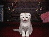 Vonalp Pet Garantisiyle Efsane Güzelli̇kte Scotti̇sh Fold