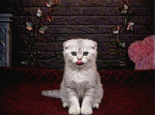 Vonalp Pet Garantisiyle Efsane Güzelli̇kte Scotti̇sh Fold