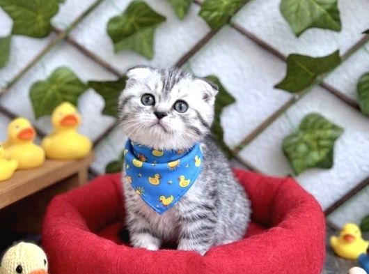 Sürme Gözlü Erkek Scotti̇sh Si̇lver Bebek