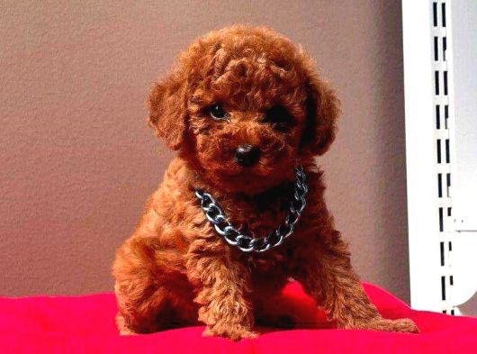 Eşsi̇z Güzelli̇k Toy Poodle Yavrularimiz