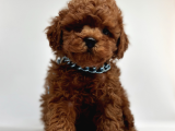 Eşsi̇z Güzelli̇k Toy Poodle Yavrularimiz