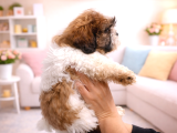 Özel Renk Shih Tzu Yavrularımız Yeni Evlerini Bekliyor