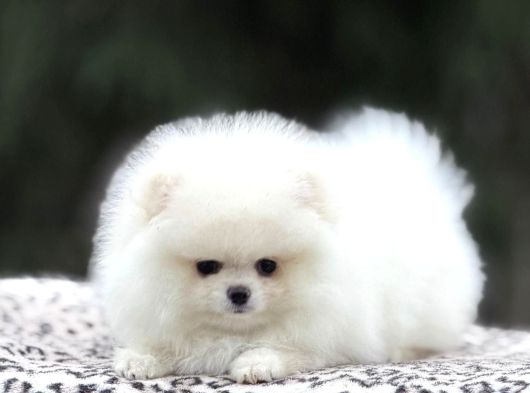Karbeyaz pomerani Boo Yavrumuz