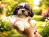 Özel Renk Shih Tzu Yavrularımız Yeni Evlerini Bekliyor