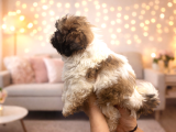 Özel Renk Shih Tzu Yavrularımız Yeni Evlerini Bekliyor