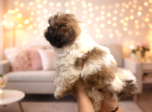 Özel Renk Shih Tzu Yavrularımız Yeni Evlerini Bekliyor görsel