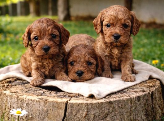Anne Baba Gerçek Cavapoo Yavrular görsel