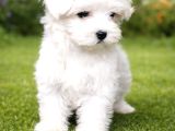 İnani̇lmaz Uygun Fi̇yatlara Maltese Teri̇er Yavrular
