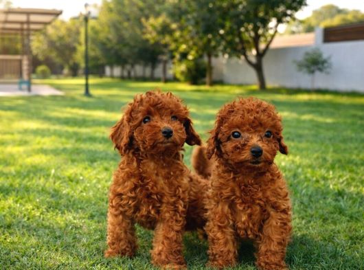 İnani̇lmaz Güzelli̇kte Süper Kali̇te Toy Poodle Yavrular görsel