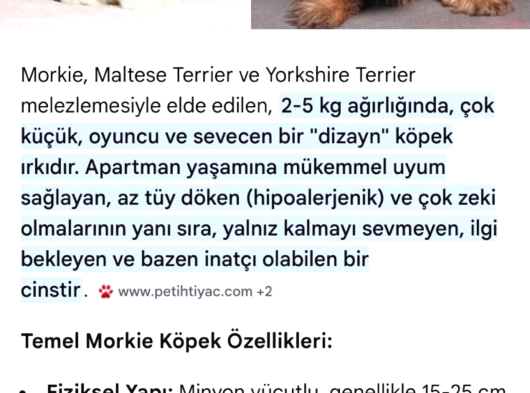 Hypoallerjeni̇j Morki Yavrular Tüy Dökmez görsel