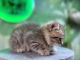 British Shorthair Silver Tabby