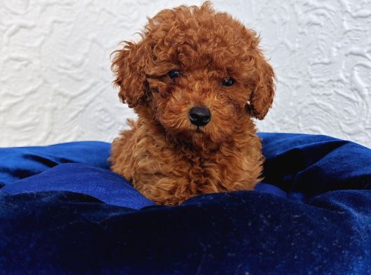İnani̇lmaz Güzelli̇kte Süper Kali̇te Toy Poodle Yavrular görsel