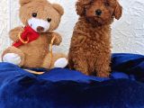 İnani̇lmaz Güzelli̇kte Süper Kali̇te Toy Poodle Yavrular
