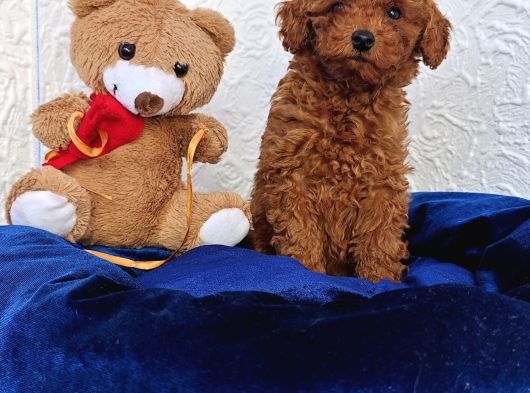 İnani̇lmaz Güzelli̇kte Süper Kali̇te Toy Poodle Yavrular görsel