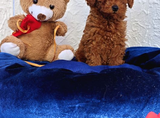 İnani̇lmaz Güzelli̇kte Süper Kali̇te Toy Poodle Yavrular görsel