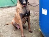 Safkan Belçi̇ka Kurdu Malinois Yavrusu - Erkek