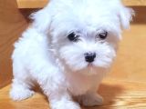 MALTESE TERRİER XS TEACUP SON İKİ BEBEĞİM