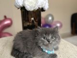 Pofuduk tüylü british longhair
