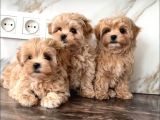 Maltipoo En Kucuk Boy Mini Babyface Yavrularimiz