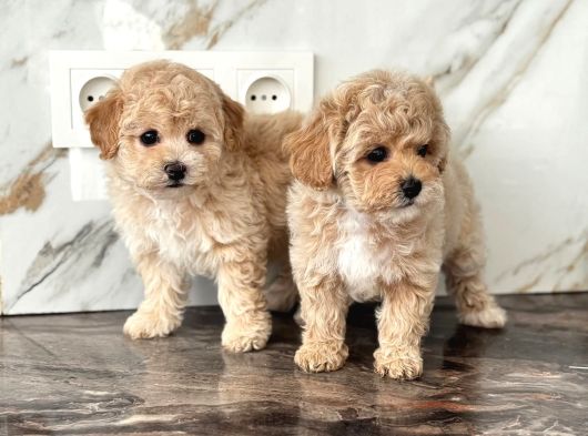 Maltipoo En Kucuk Boy Mini Babyface Yavrularimiz görsel