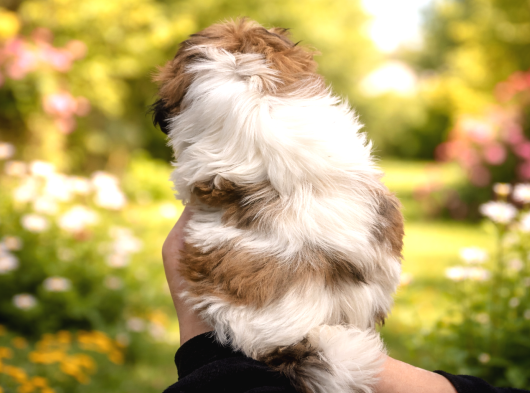 Özel Renk Shih Tzu Yavrularımız Yeni Evlerini Bekliyor görsel