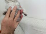 İki Aylık Dışı Ve Erkek Yavrular