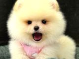 Pomerri̇an Boo Sevi̇mli̇ Yavrular
