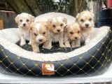 Malti̇poo Ci̇nsi̇ Yavrular Ev Üreti̇mi̇