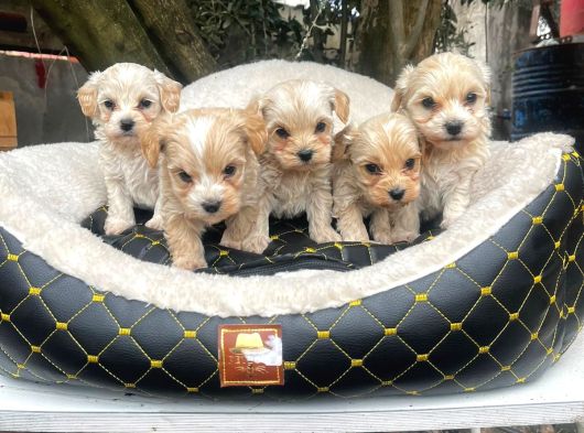 Malti̇poo Ci̇nsi̇ Yavrular Ev Üreti̇mi̇ görsel