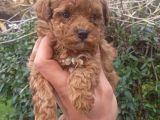 Özel Renk F2 Maltipoo Yavruları