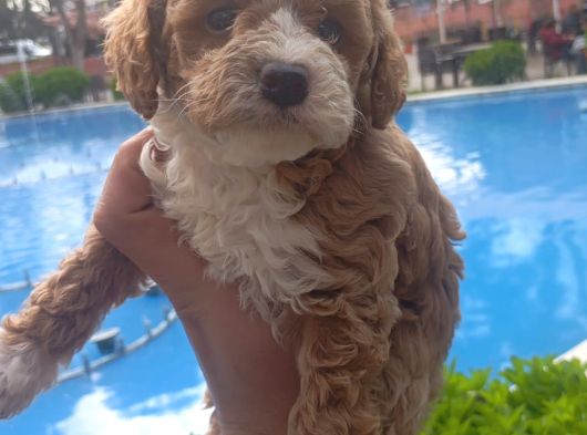 Özel Renk F2 Maltipoo Yavruları görsel