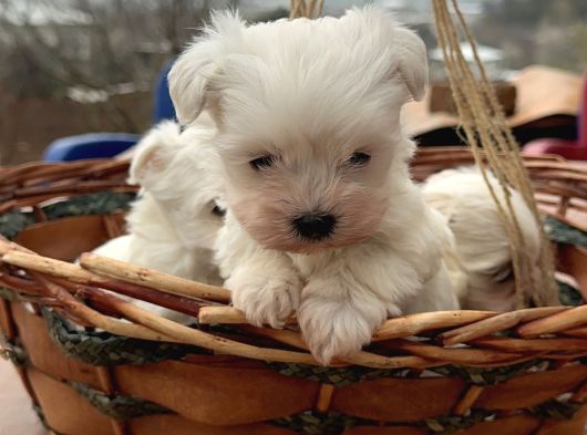 Teacup Maltes Yavrularimiz